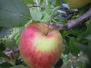 DSCN5184_R2.JPG