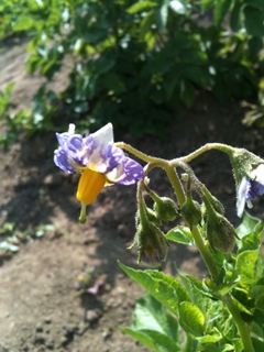 IMG_3423[1]_R2.JPG