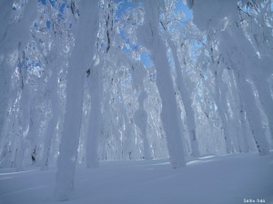 霧氷