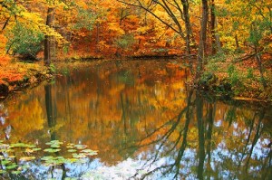 紅葉と大沼