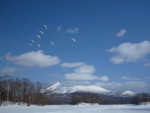 駒ケ岳と白鳥