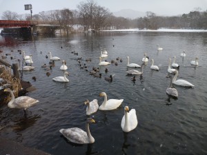 白鳥台セバットで見られるオオハクチョウ