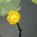 ネムロコウホネ