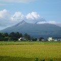 稲穂広がる風景